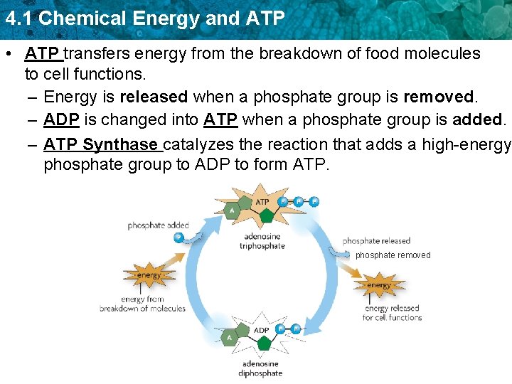 4. 1 Chemical Energy and ATP • ATP transfers energy from the breakdown of 4. 1 Chemical Energy and ATP • ATP transfers energy from the breakdown of