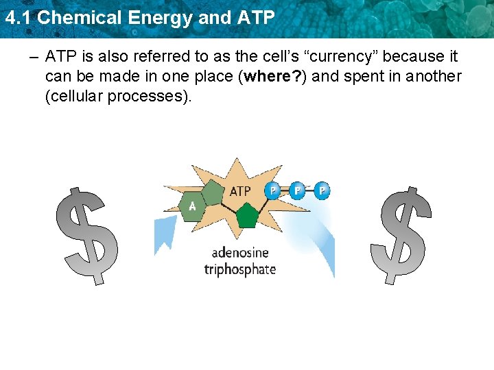 4. 1 Chemical Energy and ATP – ATP is also referred to as the 4. 1 Chemical Energy and ATP – ATP is also referred to as the