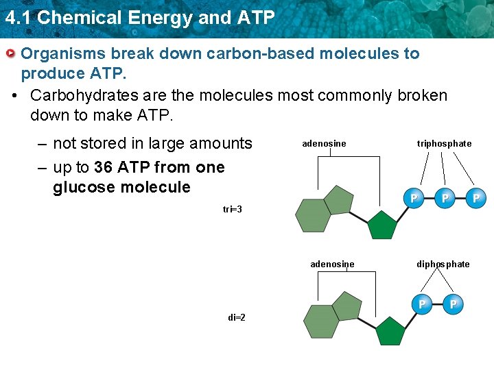 4. 1 Chemical Energy and ATP Organisms break down carbon-based molecules to produce ATP. 4. 1 Chemical Energy and ATP Organisms break down carbon-based molecules to produce ATP.