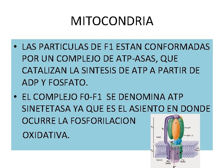 MITOCONDRIA • LAS PARTICULAS DE F 1 ESTAN CONFORMADAS POR UN COMPLEJO DE ATP-ASAS, MITOCONDRIA • LAS PARTICULAS DE F 1 ESTAN CONFORMADAS POR UN COMPLEJO DE ATP-ASAS,