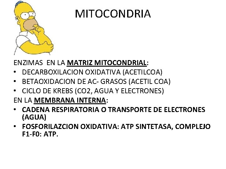 MITOCONDRIA ENZIMAS EN LA MATRIZ MITOCONDRIAL: • DECARBOXILACION OXIDATIVA (ACETILCOA) • BETAOXIDACION DE AC- MITOCONDRIA ENZIMAS EN LA MATRIZ MITOCONDRIAL: • DECARBOXILACION OXIDATIVA (ACETILCOA) • BETAOXIDACION DE AC-