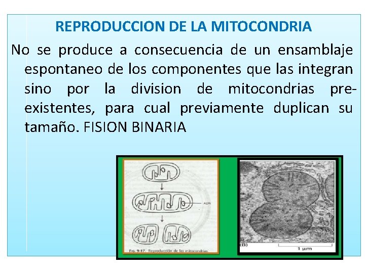 REPRODUCCION DE LA MITOCONDRIA No se produce a consecuencia de un ensamblaje espontaneo de REPRODUCCION DE LA MITOCONDRIA No se produce a consecuencia de un ensamblaje espontaneo de