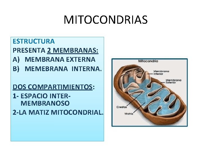 MITOCONDRIAS ESTRUCTURA PRESENTA 2 MEMBRANAS: A) MEMBRANA EXTERNA B) MEMEBRANA INTERNA. DOS COMPARTIMIENTOS: 1 MITOCONDRIAS ESTRUCTURA PRESENTA 2 MEMBRANAS: A) MEMBRANA EXTERNA B) MEMEBRANA INTERNA. DOS COMPARTIMIENTOS: 1