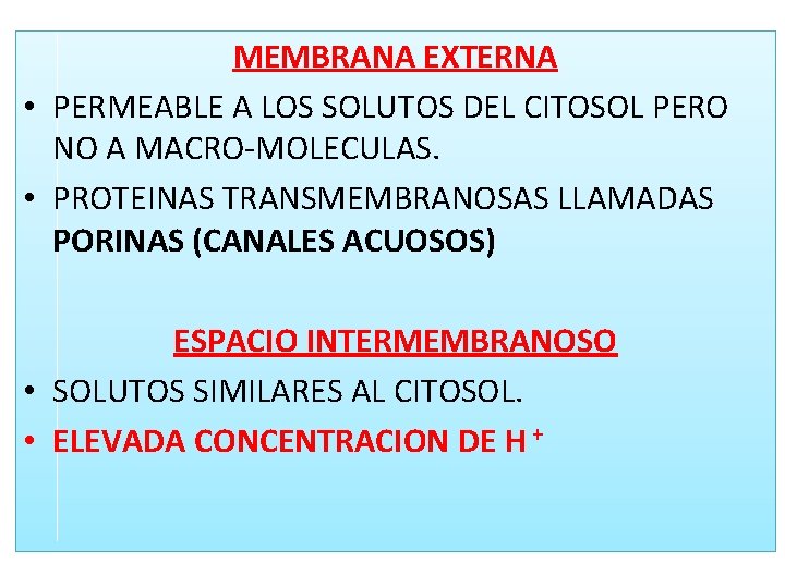 MEMBRANA EXTERNA • PERMEABLE A LOS SOLUTOS DEL CITOSOL PERO NO A MACRO-MOLECULAS. • MEMBRANA EXTERNA • PERMEABLE A LOS SOLUTOS DEL CITOSOL PERO NO A MACRO-MOLECULAS. •