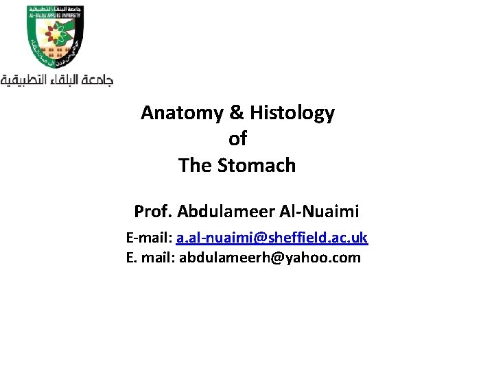 Anatomy & Histology of The Stomach Prof. Abdulameer Al-Nuaimi E-mail: a. al-nuaimi@sheffield. ac. uk