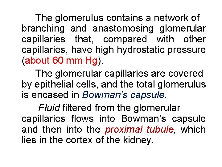 The glomerulus contains a network of branching and anastomosing glomerular capillaries that, compared with