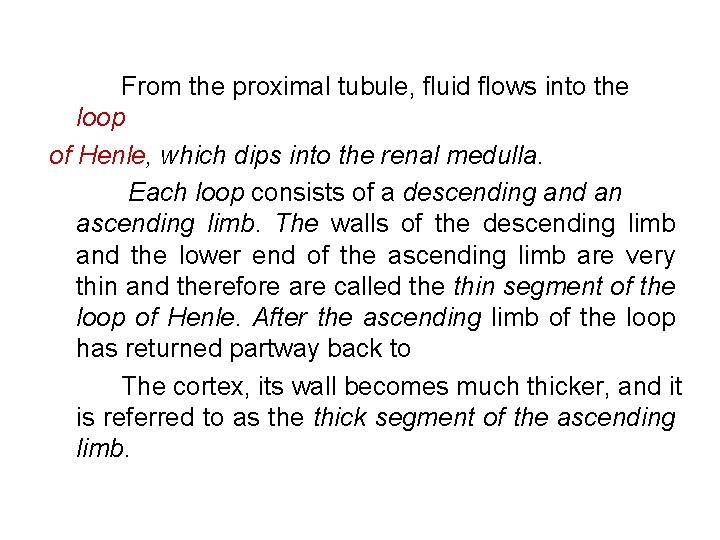 From the proximal tubule, fluid flows into the loop of Henle, which dips into