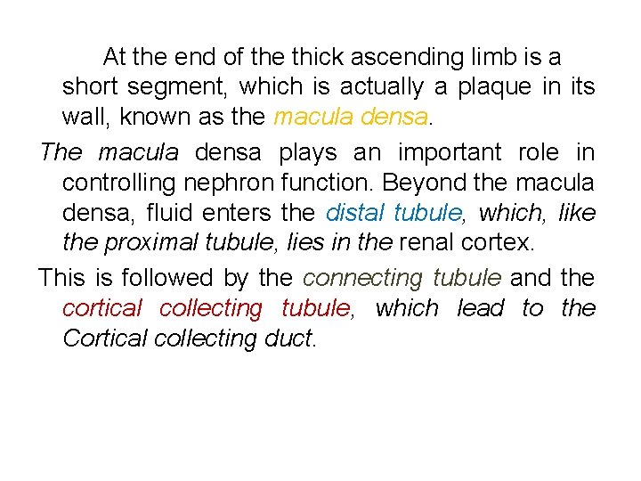 At the end of the thick ascending limb is a short segment, which is