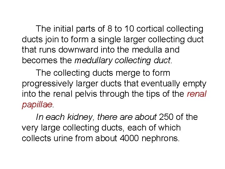 The initial parts of 8 to 10 cortical collecting ducts join to form a