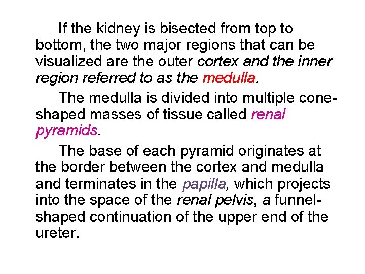 If the kidney is bisected from top to bottom, the two major regions that