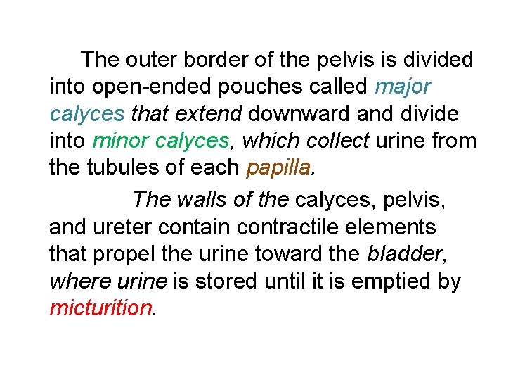 The outer border of the pelvis is divided into open-ended pouches called major calyces