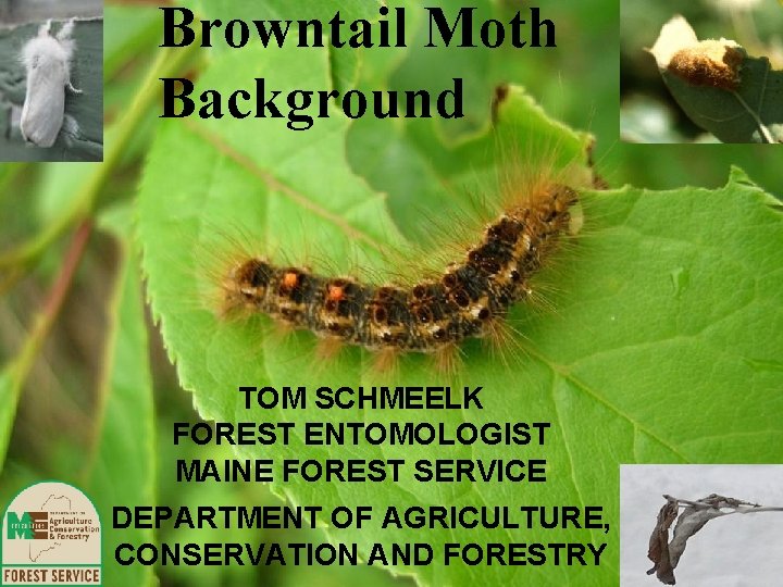 Browntail Moth Background TOM SCHMEELK FOREST ENTOMOLOGIST MAINE FOREST SERVICE DEPARTMENT OF AGRICULTURE, CONSERVATION