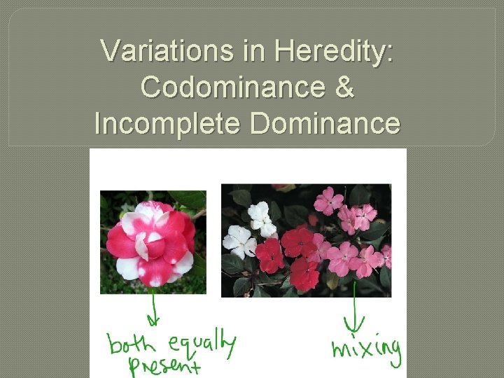 Variations in Heredity: Codominance & Incomplete Dominance 