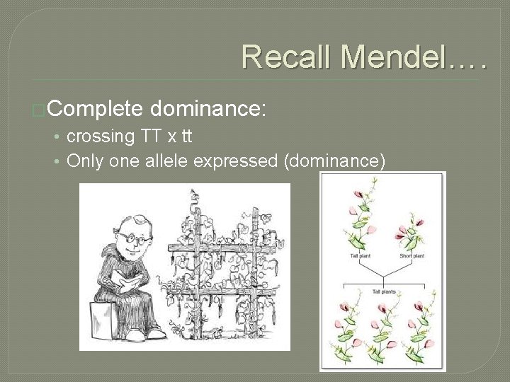 Recall Mendel…. �Complete dominance: • crossing TT x tt • Only one allele expressed