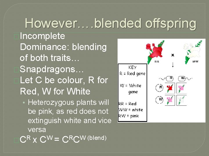However…. blended offspring �Incomplete Dominance: blending of both traits… �Snapdragons… �Let C be colour,
