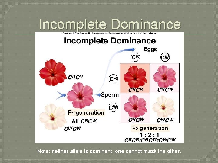 Incomplete Dominance Note: neither allele is dominant, one cannot mask the other. 