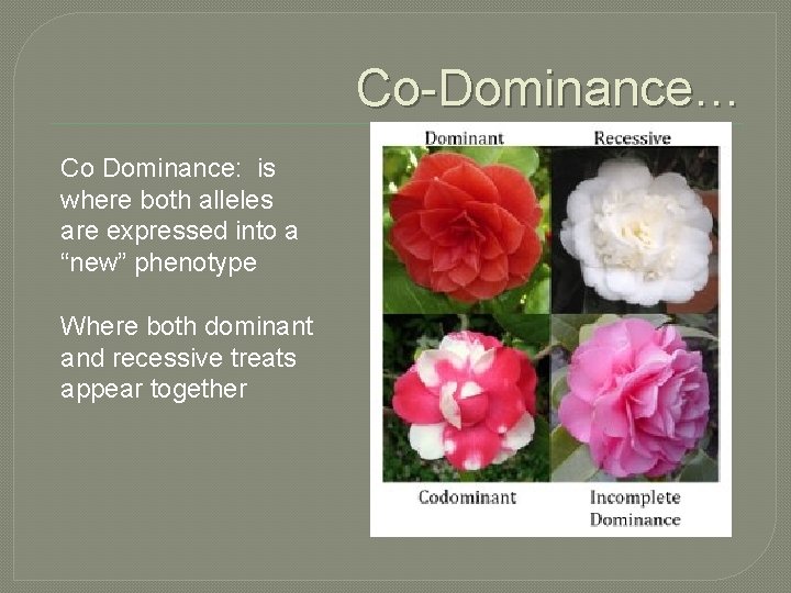 Co-Dominance… Co Dominance: is where both alleles are expressed into a “new” phenotype Where