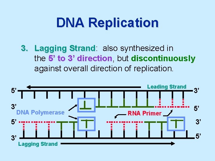DNA Replication 3. Lagging Strand: Strand also synthesized in the 5’ to 3’ direction,