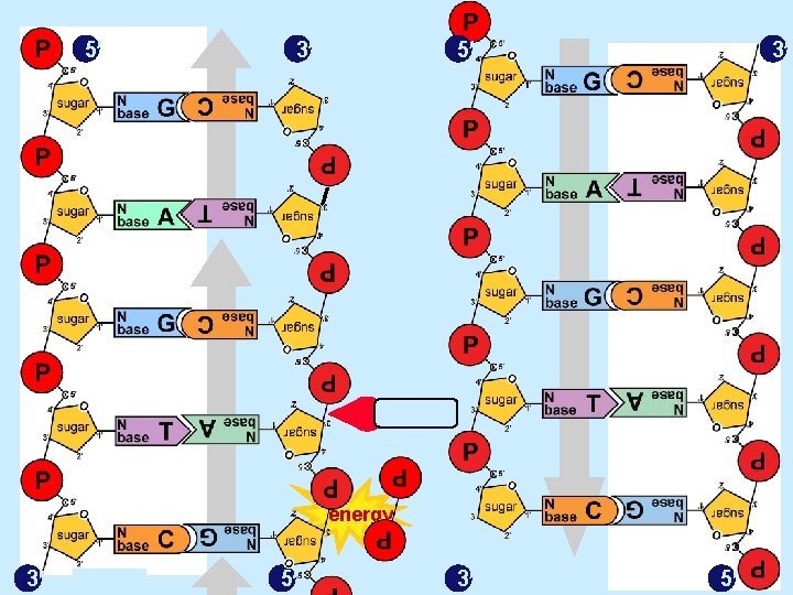 5 3 ligase energy 3 5 