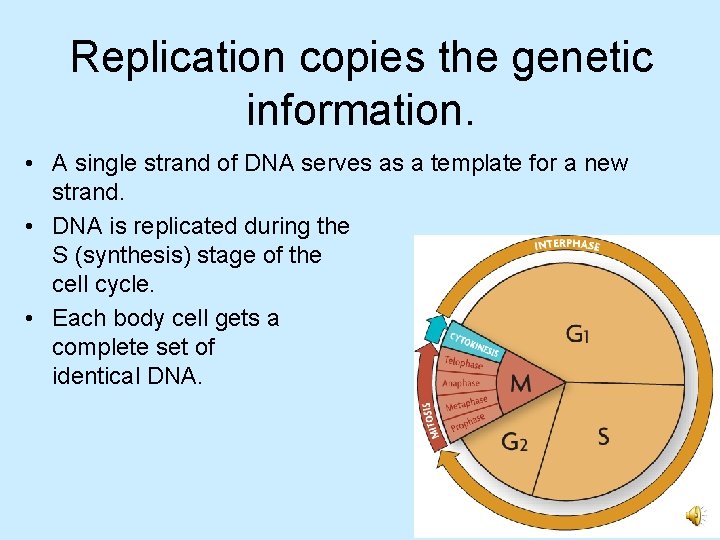 Replication copies the genetic information. • A single strand of DNA serves as a