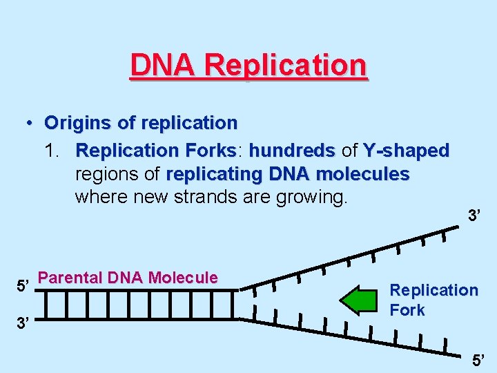 DNA Replication • Origins of replication 1. Replication Forks: Forks hundreds of Y-shaped regions