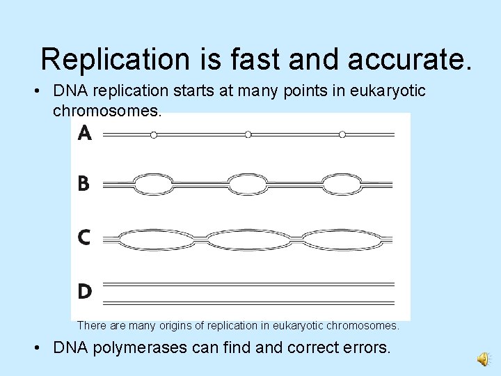 Replication is fast and accurate. • DNA replication starts at many points in eukaryotic