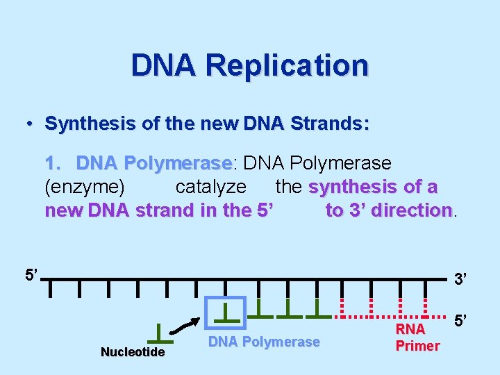 DNA Replication • Synthesis of the new DNA Strands: 1. DNA Polymerase: Polymerase DNA