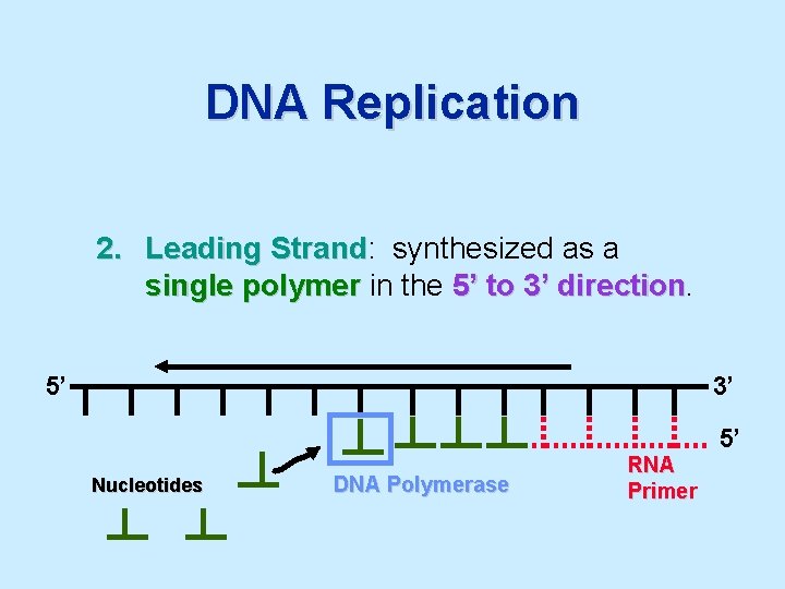 DNA Replication 2. Leading Strand: Strand synthesized as a single polymer in the 5’