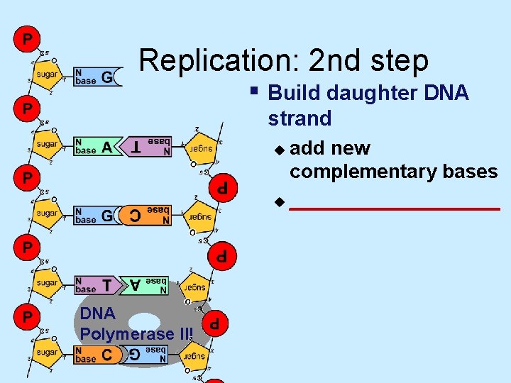 Replication: 2 nd step § Build daughter DNA strand add new complementary bases u