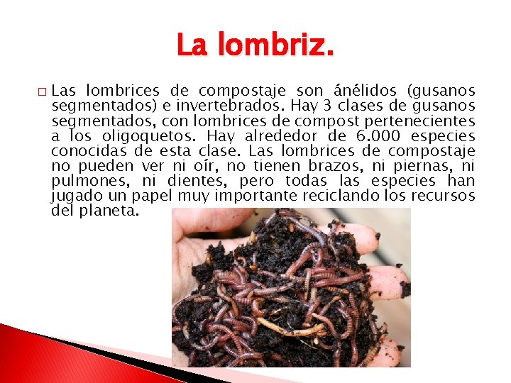 La lombriz. � Las lombrices de compostaje son ánélidos (gusanos segmentados) e invertebrados. Hay