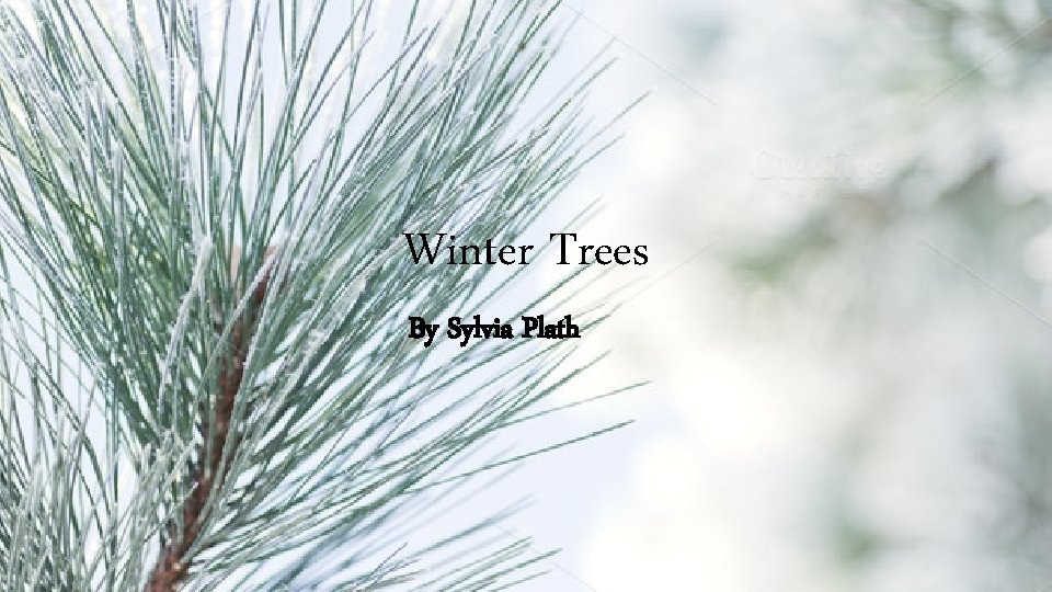 Winter Trees By Sylvia Plath 