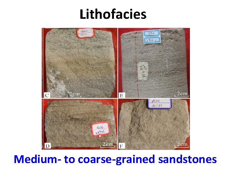 Lithofacies Medium- to coarse-grained sandstones 