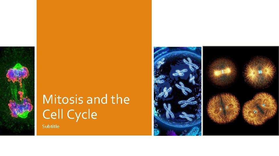 Mitosis and the Cell Cycle Subtitle 