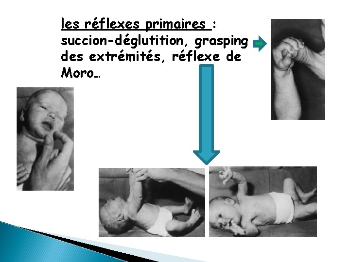 les réflexes primaires : succion-déglutition, grasping des extrémités, réflexe de Moro… 