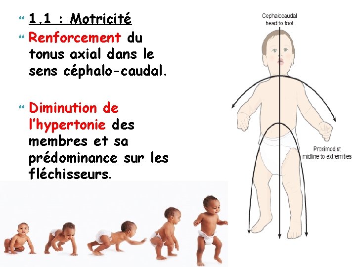  1. 1 : Motricité Renforcement du tonus axial dans le sens céphalo-caudal. Diminution