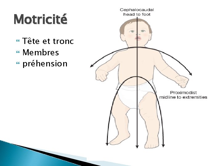 Motricité Tête et tronc Membres préhension 