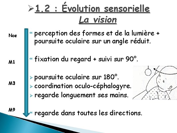 Ø 1. 2 : Évolution sensorielle La vision Nce M 1 M 3 M