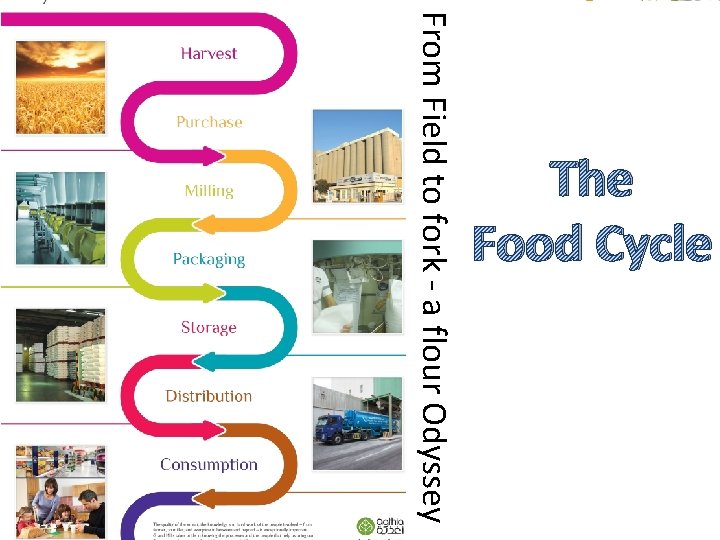 From Field to fork - a flour Odyssey The Food Cycle 