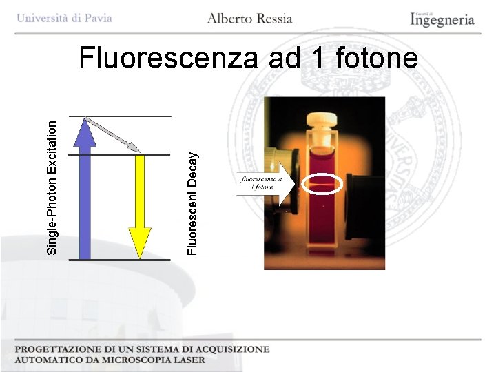 Fluorescent Decay Single-Photon Excitation Fluorescenza ad 1 fotone 