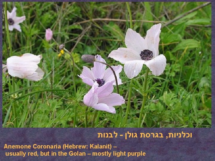  לבנות - בגרסת גולן , וכלניות Anemone Coronaria (Hebrew: Kalanit) – usually red,