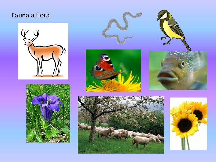 Fauna a flóra 