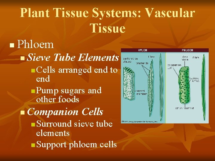 Plant Tissue Systems: Vascular Tissue n Phloem n Sieve Tube Elements Cells arranged end