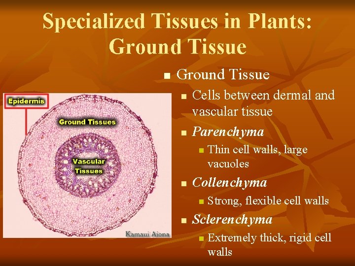 Specialized Tissues in Plants: Ground Tissue n n Cells between dermal and vascular tissue