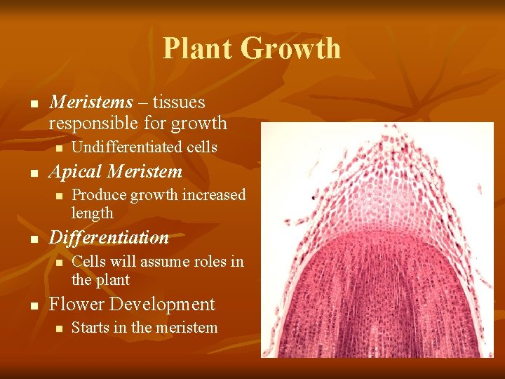 Plant Growth n Meristems – tissues responsible for growth n n Apical Meristem n