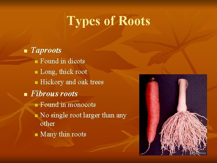 Types of Roots n Taproots Found in dicots n Long, thick root n Hickory