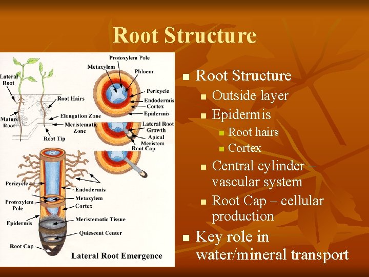 Root Structure n n Outside layer Epidermis Root hairs n Cortex n n Central