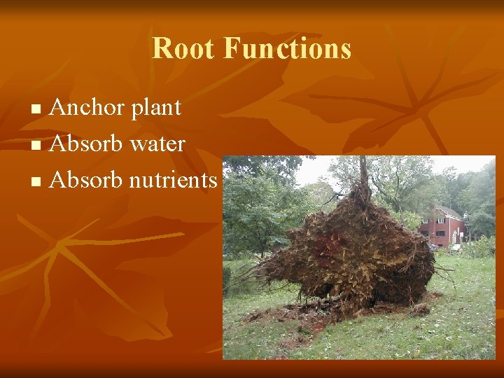 Root Functions Anchor plant n Absorb water n Absorb nutrients n 