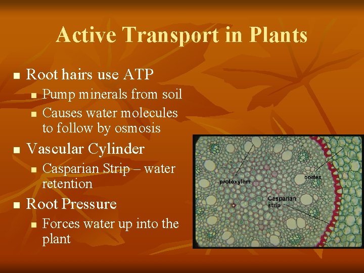 Active Transport in Plants n Root hairs use ATP n n n Vascular Cylinder