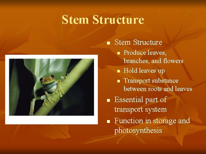 Stem Structure n n n Produce leaves, branches, and flowers Hold leaves up Transport