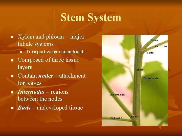 Stem System n Xylem and phloem – major tubule systems n n n Transport